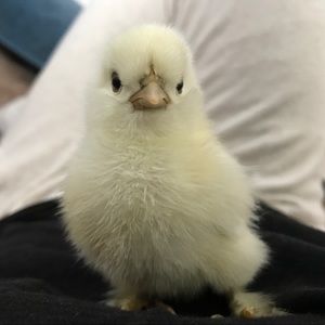 Meet your Posher, Arden